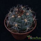 Collecion de hurraquillo