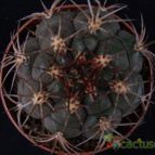 Collecion de hurraquillo