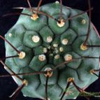 Collecion de hurraquillo