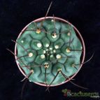 Collecion de hurraquillo