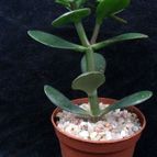 Collecion de hurraquillo