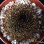 Collecion de hurraquillo