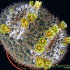 Mammillaria parkinsonii