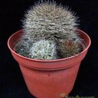 Collecion de hurraquillo