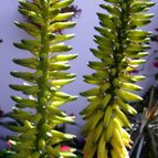 Collecion de hurraquillo