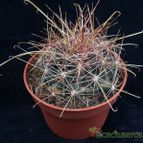 Collecion de hurraquillo