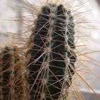 Collecion de ikilillo