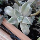 Collecion de ikilillo