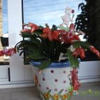 Collecion de ikilillo