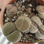 Collecion de ikilillo