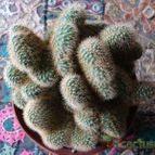 Collecion de ikilillo