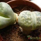 Collecion de ikilillo