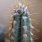 Collecion de ikilillo