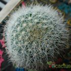 Collecion de ikilillo