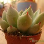Collecion de ikilillo
