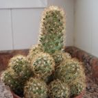 Collecion de ikilillo