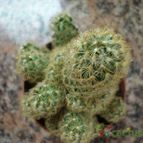 Collecion de ikilillo
