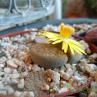 Collecion de ikilillo