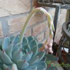 Collecion de ikilillo