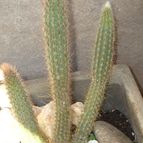 Cleistocactus baumannii var. paraguariensis