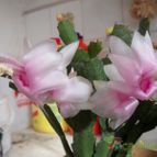 Collecion de ivonnem