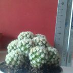 Mammillaria gracilis cv. Arizona Snowcap