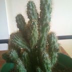 Collecion de jattello