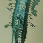 Collecion de jattello