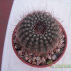 Collecion de javu494