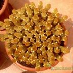 Collecion de jhussa