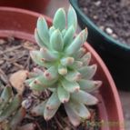 Collecion de jhussa
