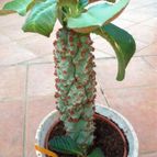 Euphorbia spectabilis  