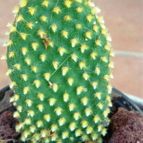 Collecion de jhussa