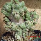 Cereus peruvianus fma. monstruosa