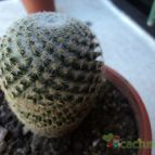 Collecion de joma