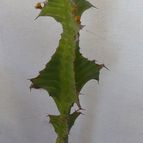 Euphorbia breviarticulata  