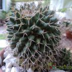 Collecion de joma