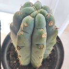 Collecion de jorditg
