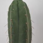 Echinopsis lageniformis