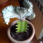 Collecion de josearanjuez