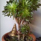 Collecion de josearanjuez