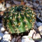 Collecion de josef