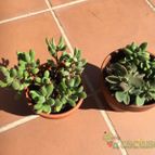 Collecion de jota