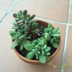 Collecion de jota