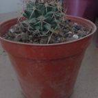 Collecion de juampigandini