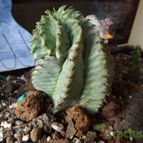 Euphorbia spiralis  