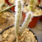Echinocereus schmollii