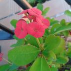 Collecion de julian-roda