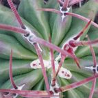 Collecion de kruss