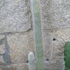 Cleistocactus straussii